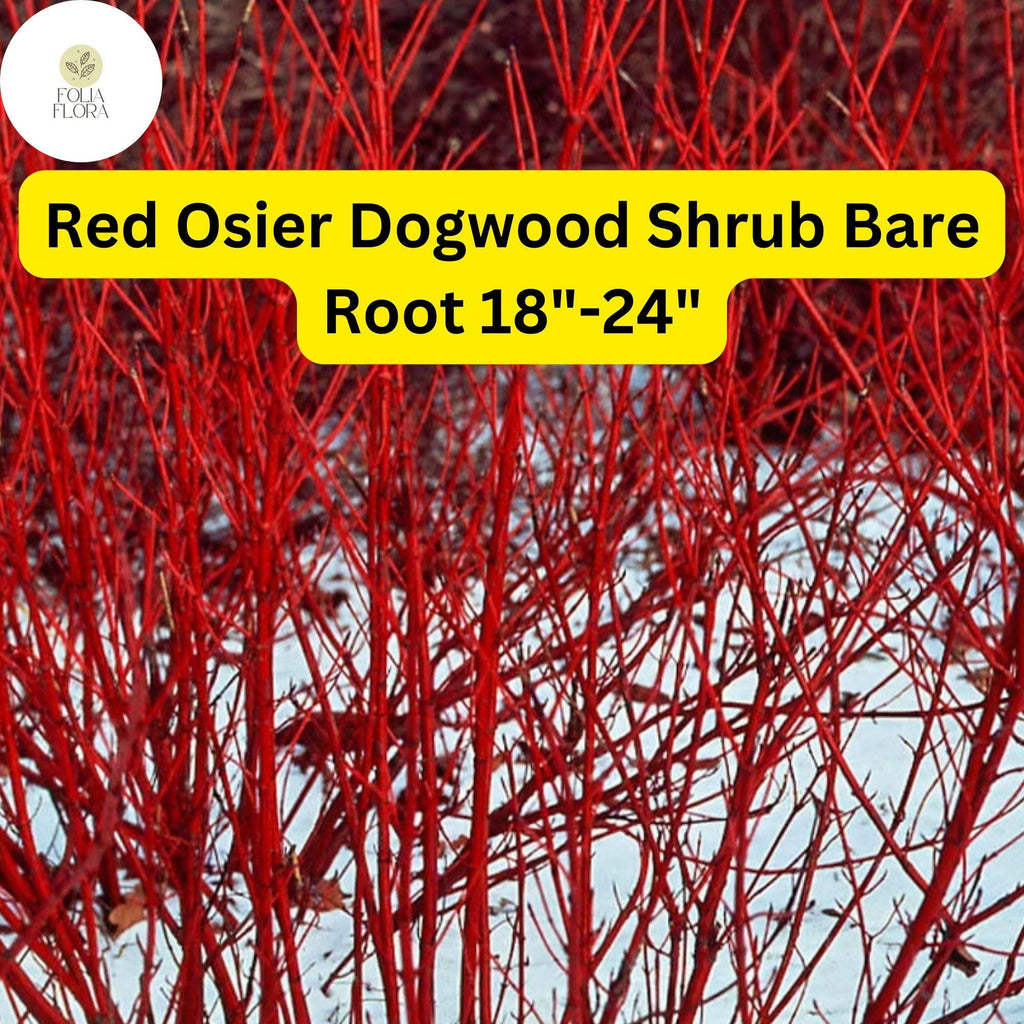 1 Cornus sericea Red Osier Dogwood Shrub - Live Bare Root Plant 18"-24" for Zones 3-8