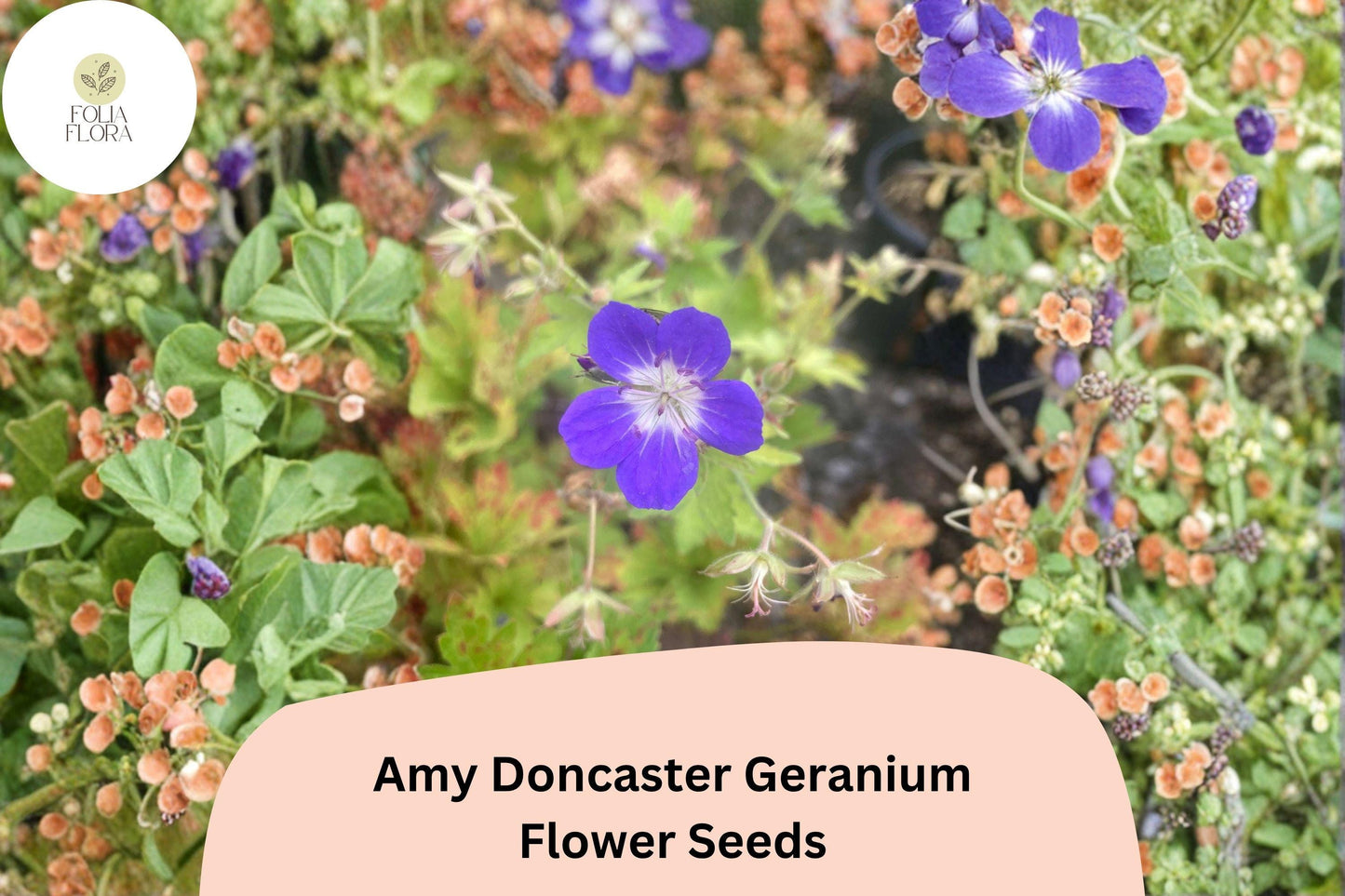 25+ Amy Doncaster Geranium Seeds | Hardy Perennial Cranesbill | Purple Garden Flower Seeds