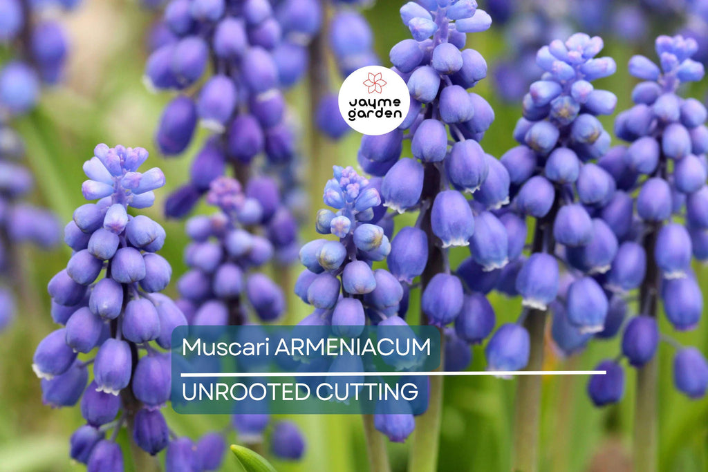 Muscari Armeniacum Bulbs - Blue Grape Hyacinth, 6-8" Tall, Deer Resistant, Award-Winning, Perfect for Borders, Rock Gardens & Naturalizing