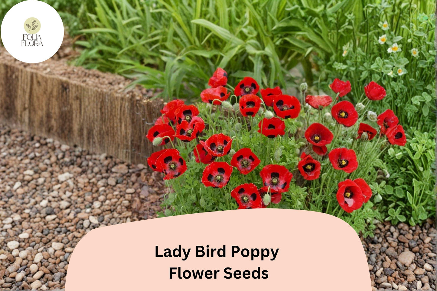 200+ Lady Bird Poppy Seeds for Garden Planting – Scarlet Red Blooms with Black Centers, Easy Wildflower