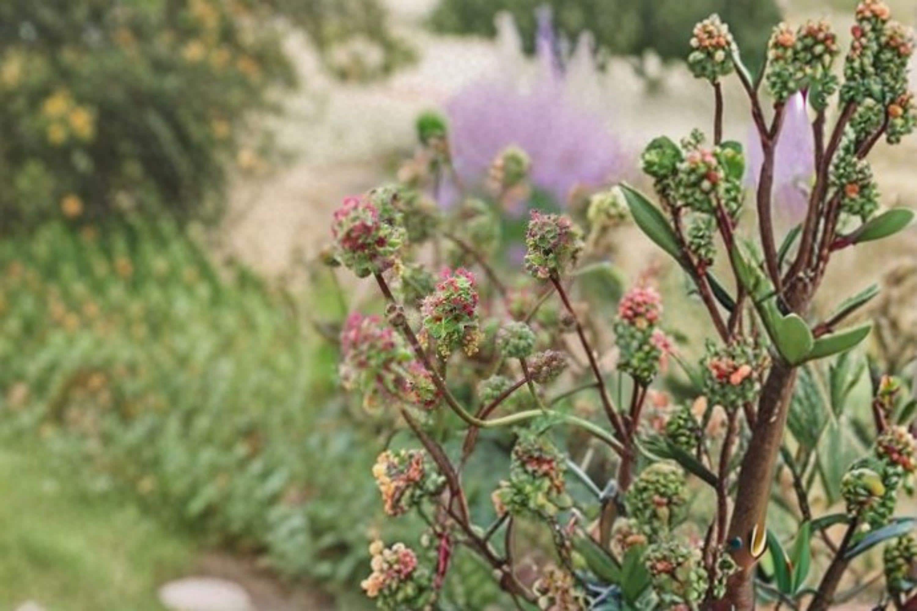 Small Burnet – Sanguisorba minor, Perennial Herb | Drought Tolerant (100 Seeds)