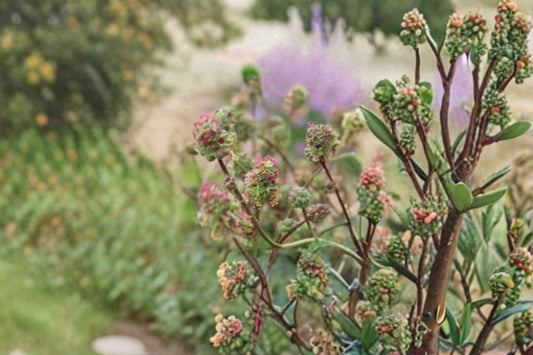 Small Burnet – Sanguisorba minor, Perennial Herb | Drought Tolerant (100 Seeds)