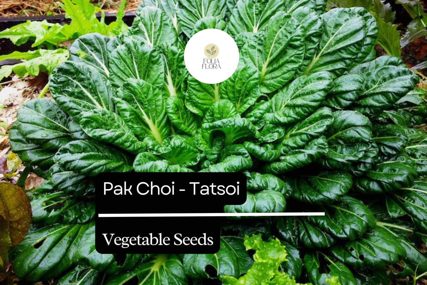 500mg Pak Choi Tatsoi Seeds Brassica rapa for Planting | Heirloom Asian Greens for Salads, Stir-Fries, and Soups