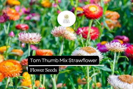 150 Seeds Tom Thumb Mix Strawflower (Helichrysum bracteatum) – Compact Dwarf Variety for Everlasting Blooms