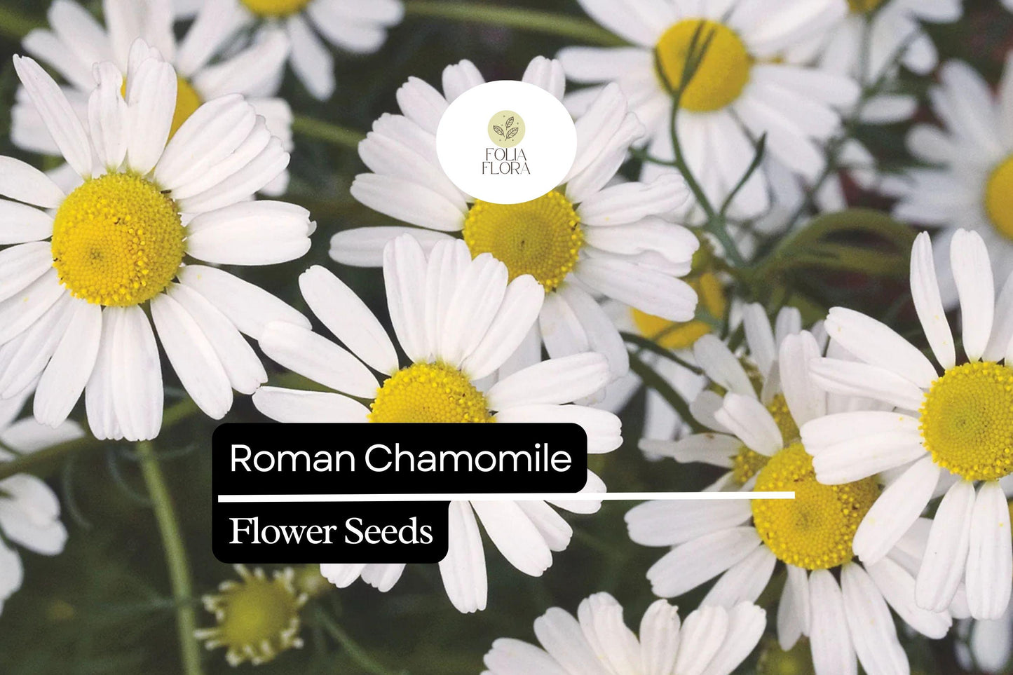 2000 Seeds Roman Chamomile (Chamaemelum nobile) – Fragrant Perennial Herb for Tea, Ground Cover, and Aromatherapy