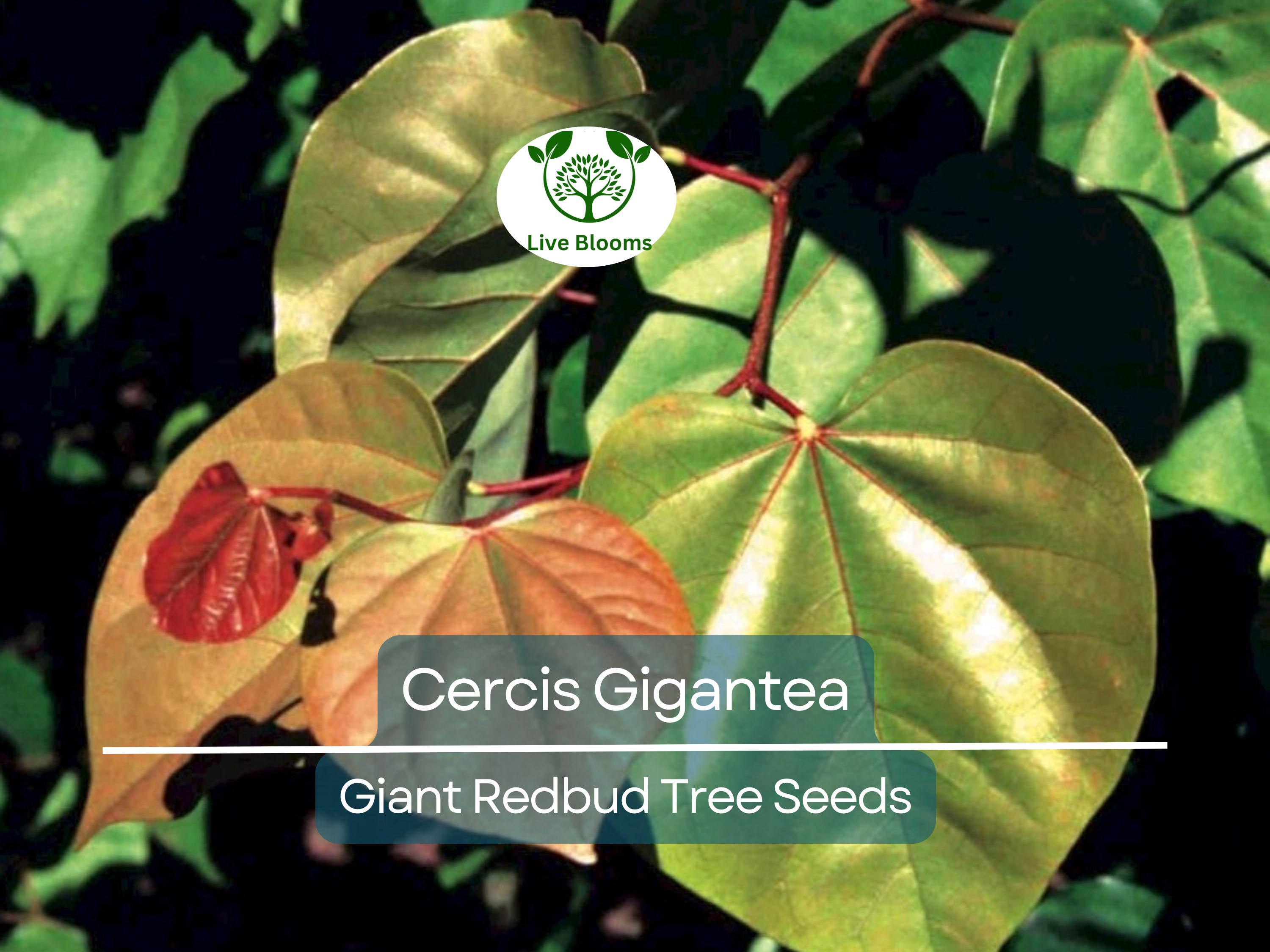 10 Seeds Cercis Gigantea (Giant Redbud) for Planting - Unique Tree for Landscaping, Gardens, & Bonsai - Beautiful Flowering Tree Seeds