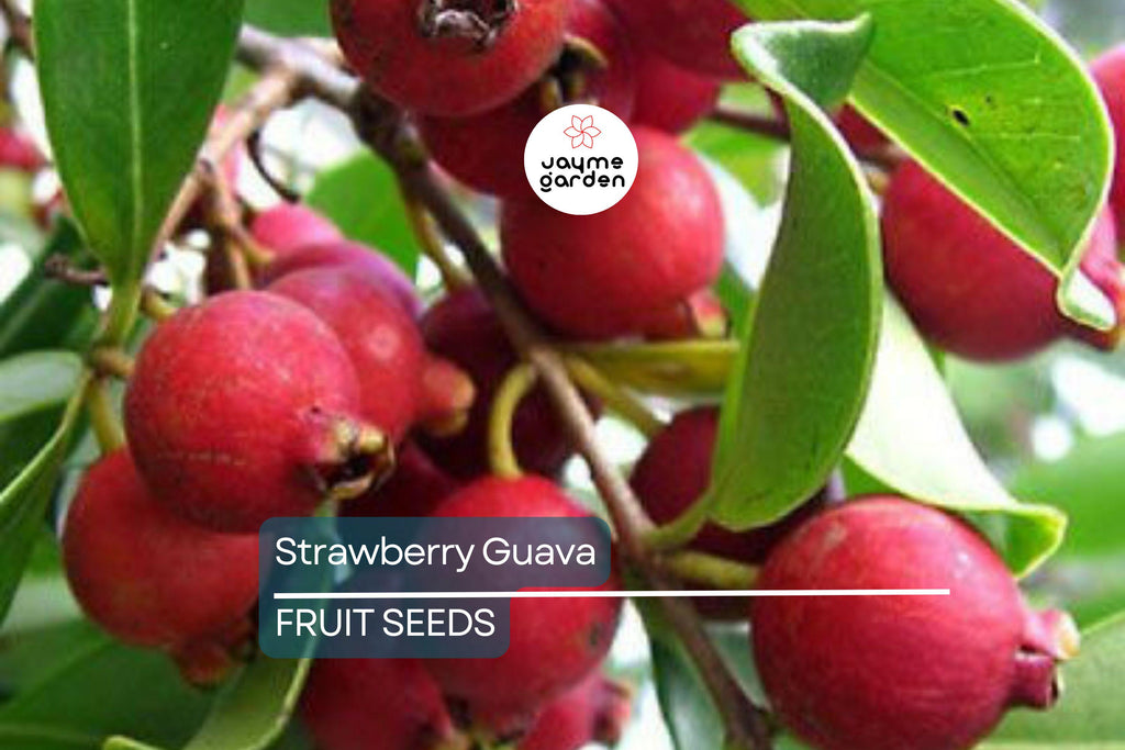 20 Strawberry Guava Seeds (Psidium cattleianum) - Exotic Edible Fruit Tree, Hardy in Zones 9-11