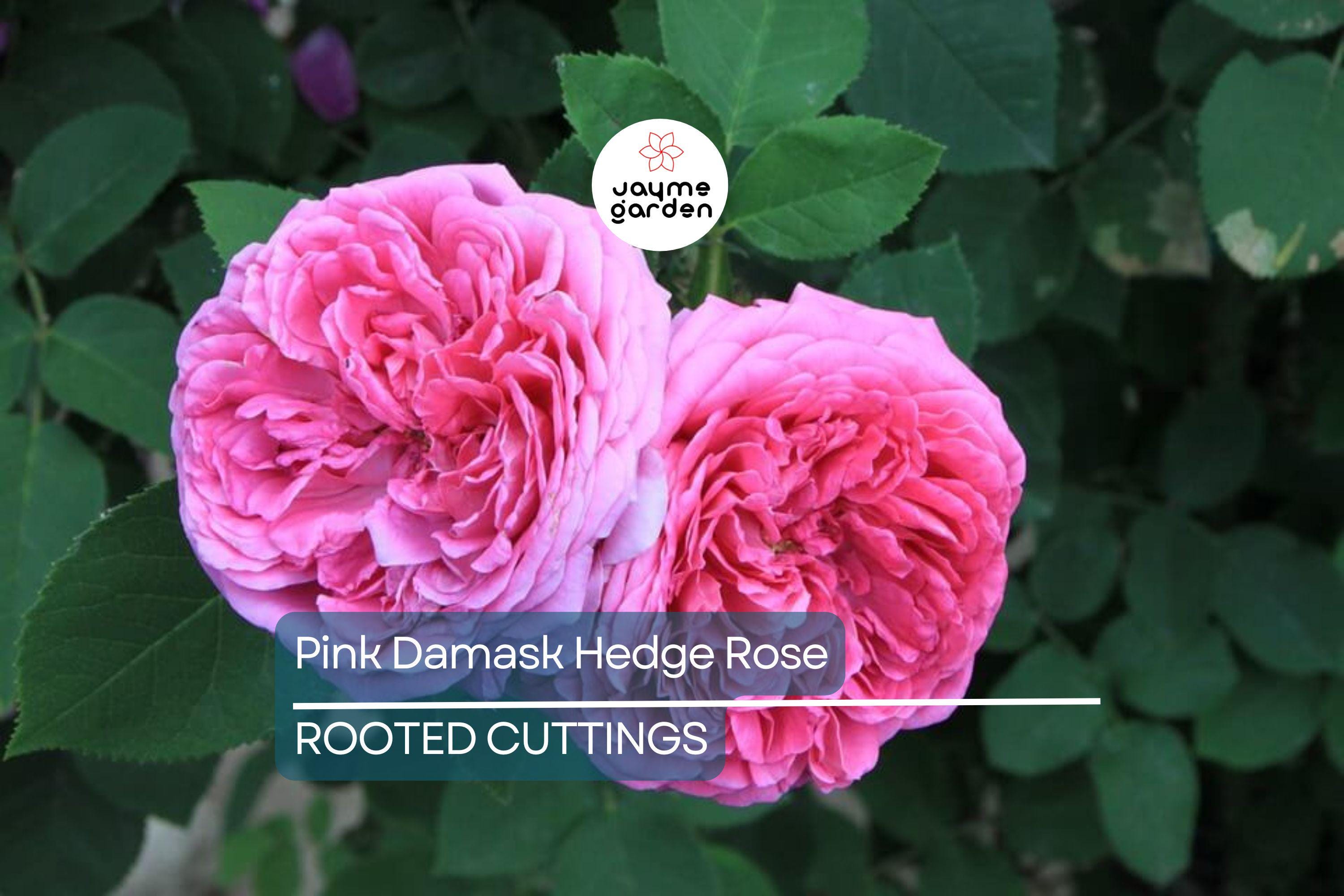 Pink Damask Hedge Rose in 4" Planter - Well Rooted, Fragrant Pink Blooms, Spring & Summer