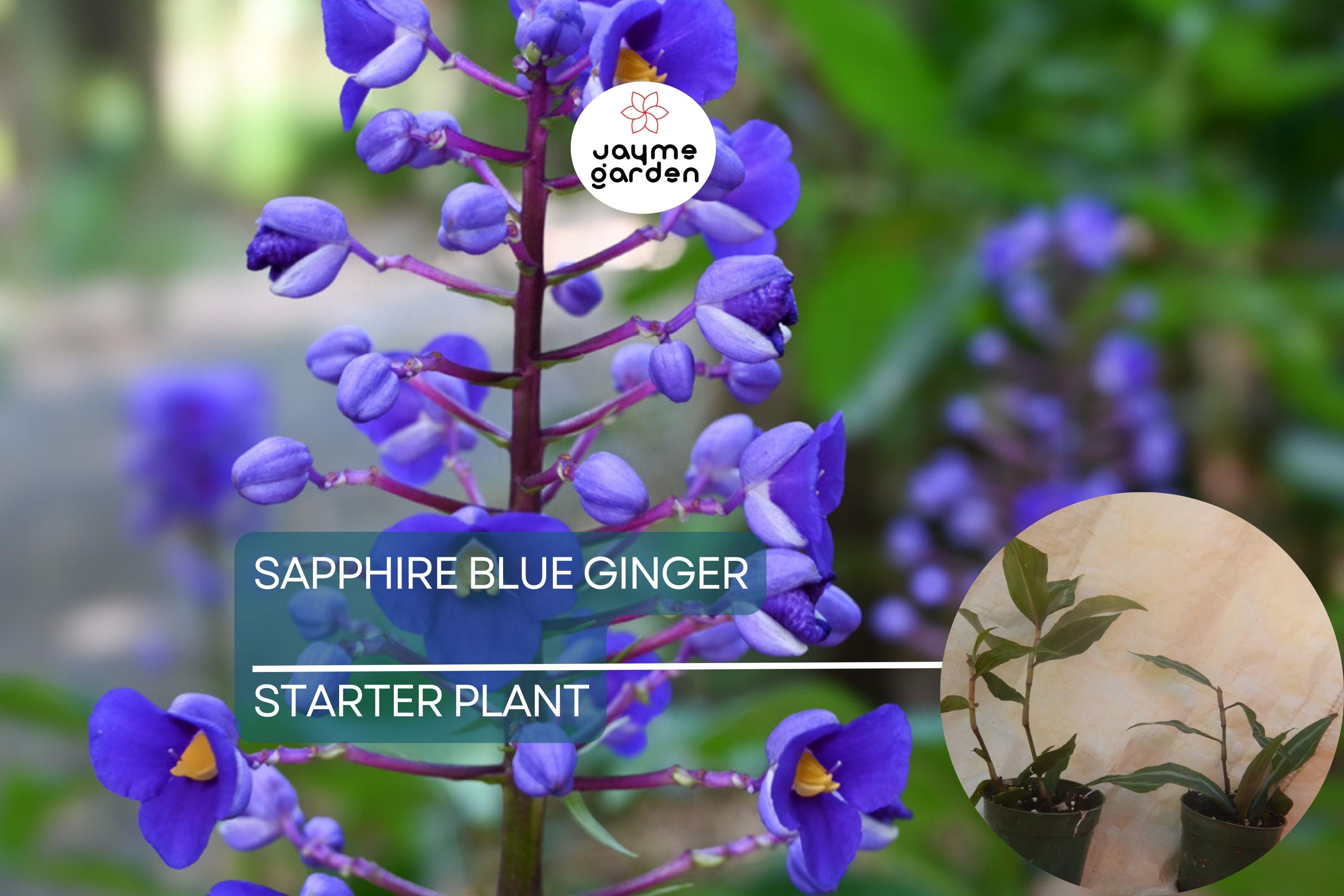 Sapphire Blue Ginger Starter Plant - Dichorisandra Thyrsiflora - Air Purifying, Evergreen, Cold Resistant, Deer & Drought Resistant