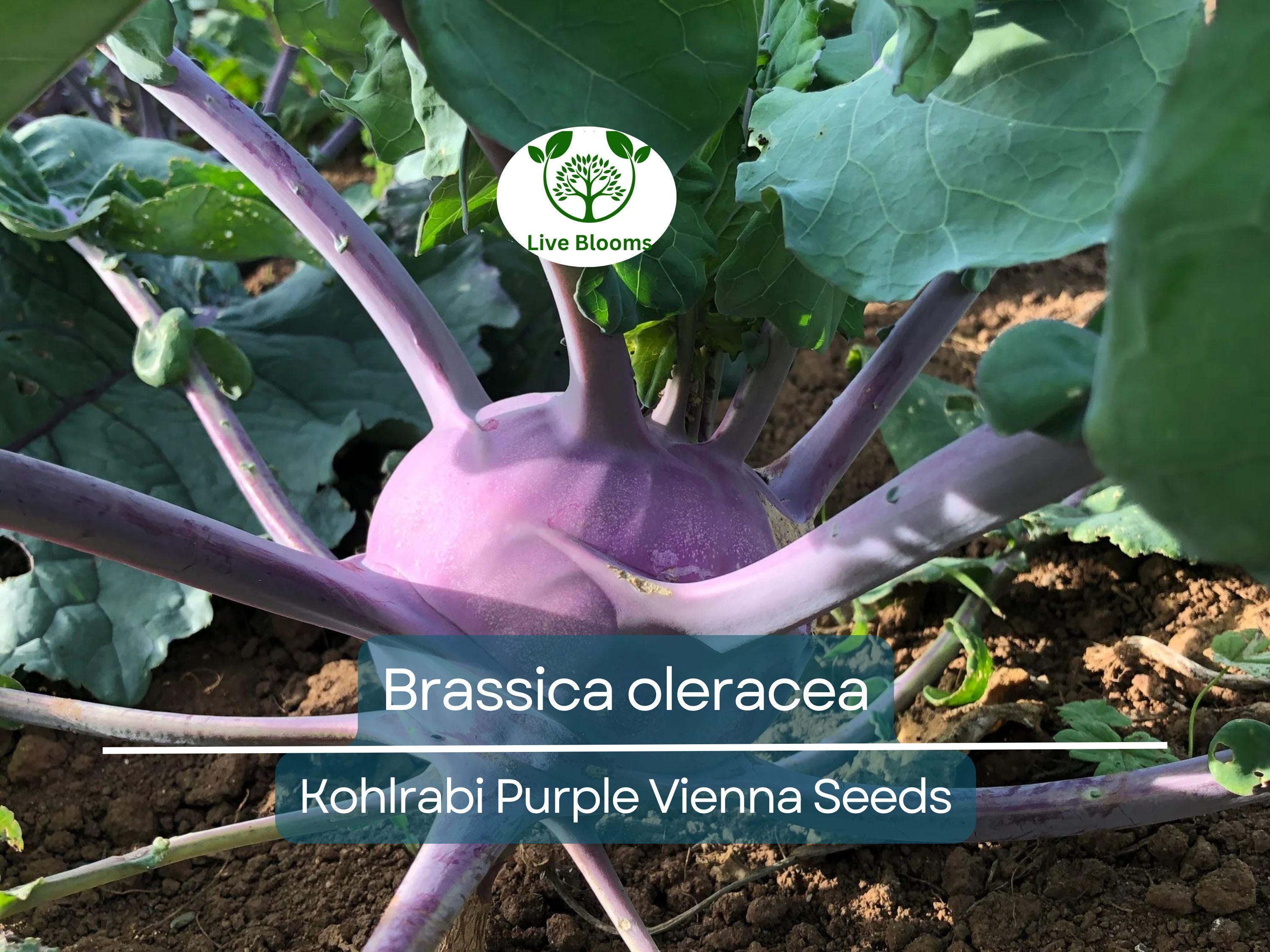 150 Kohlrabi Purple Vienna Seeds – Brassica oleracea – Heirloom Vegetable for Planting, Easy to Grow, Perfect for Salads & Cooking