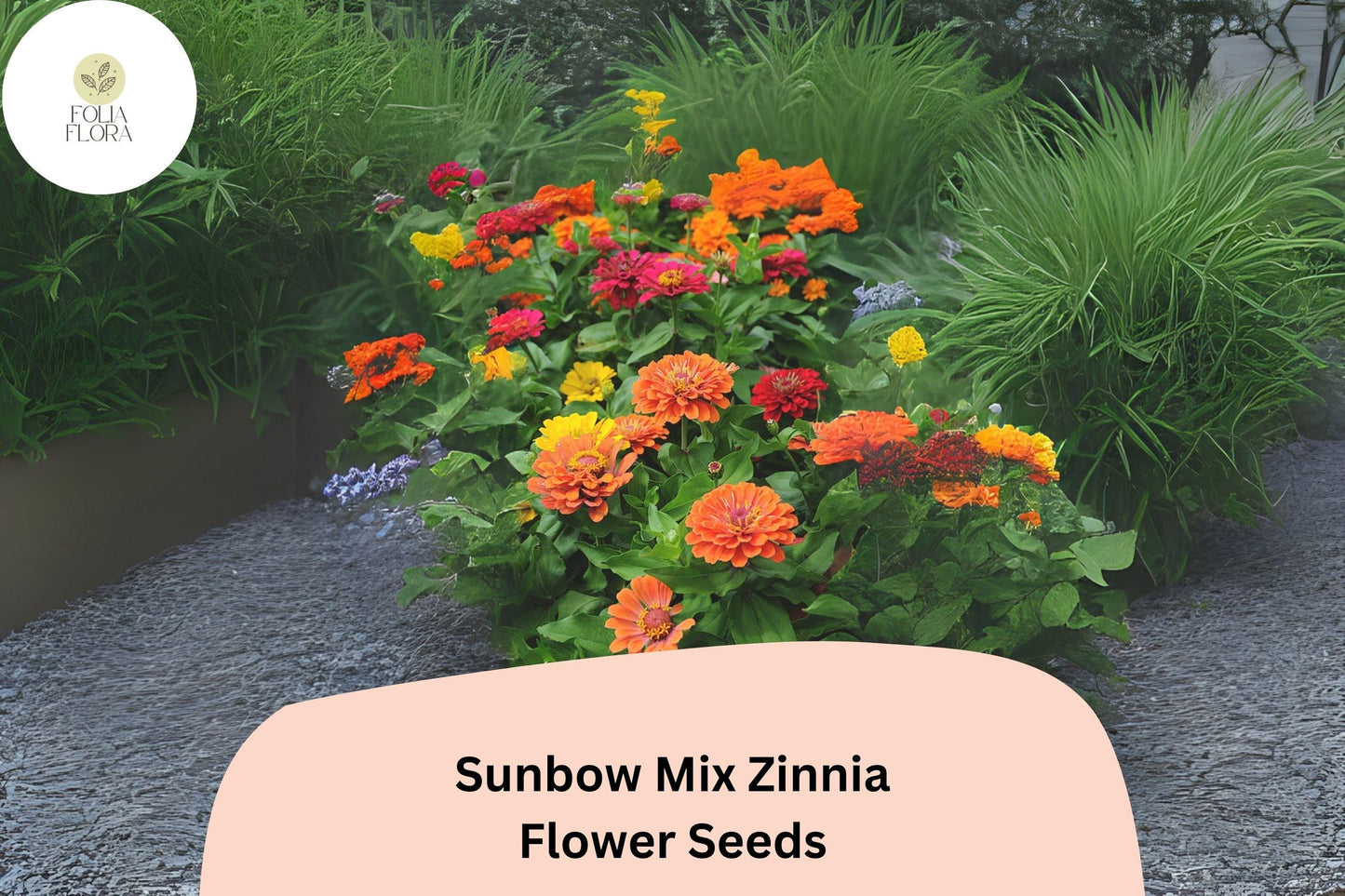 Sunbow Mix Zinnia Seeds: Vibrant Heirloom Garden Flowers