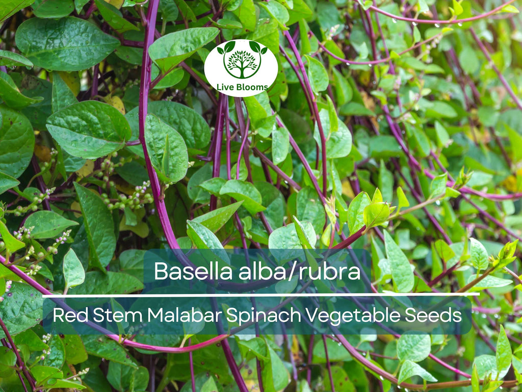 500 mg Seeds Malabar Spinach Red Stem – Basella alba/rubra | Heirloom Vegetable for Planting & Thriving Summer Harvests