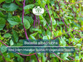 500 mg Seeds Malabar Spinach Red Stem – Basella alba/rubra | Heirloom Vegetable for Planting & Thriving Summer Harvests