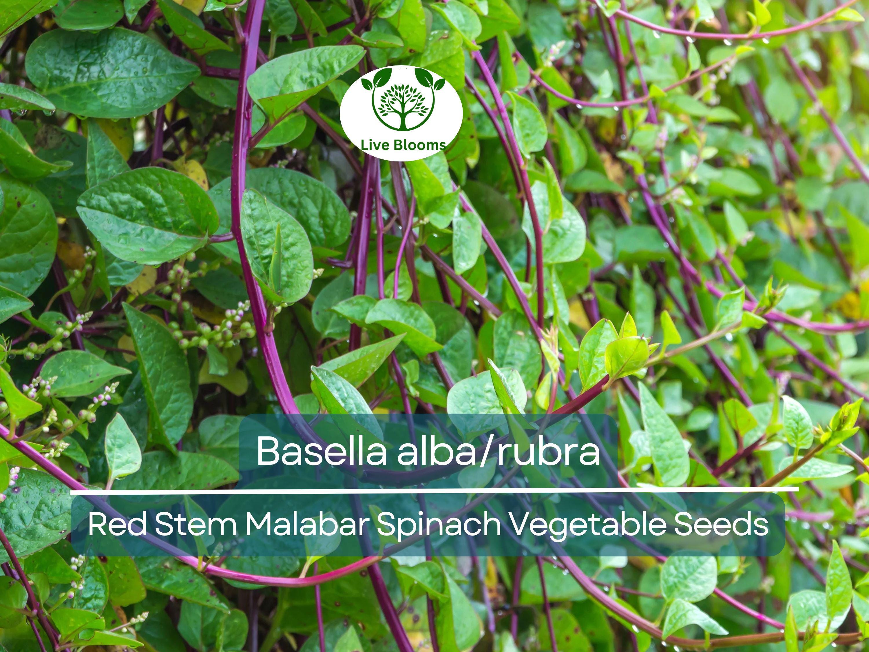 500 mg Seeds Malabar Spinach Red Stem – Basella alba/rubra | Heirloom Vegetable for Planting & Thriving Summer Harvests