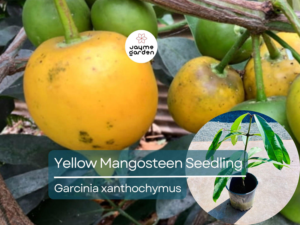 Yellow Mangosteen Starter Plant Seedling - Garcinia xanthochymus Live Fruit Tree 12″-24″ Tall - Sweet & Tangy Tropical Fruit for Garden