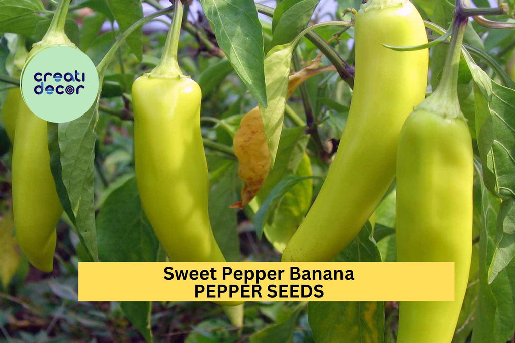 3pcs of 300mg Sweet Banana Pepper Seeds – Mild Yellow Peppers for Pickling, Cooking & Productive Home Garden Planting Seeds for Planting