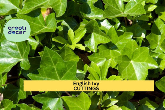 15 English Ivy Cuttings | Cold Hardy Evergreen Vine | South Carolina Grown | Hardy Perennial Ground Cover | Easy to Root