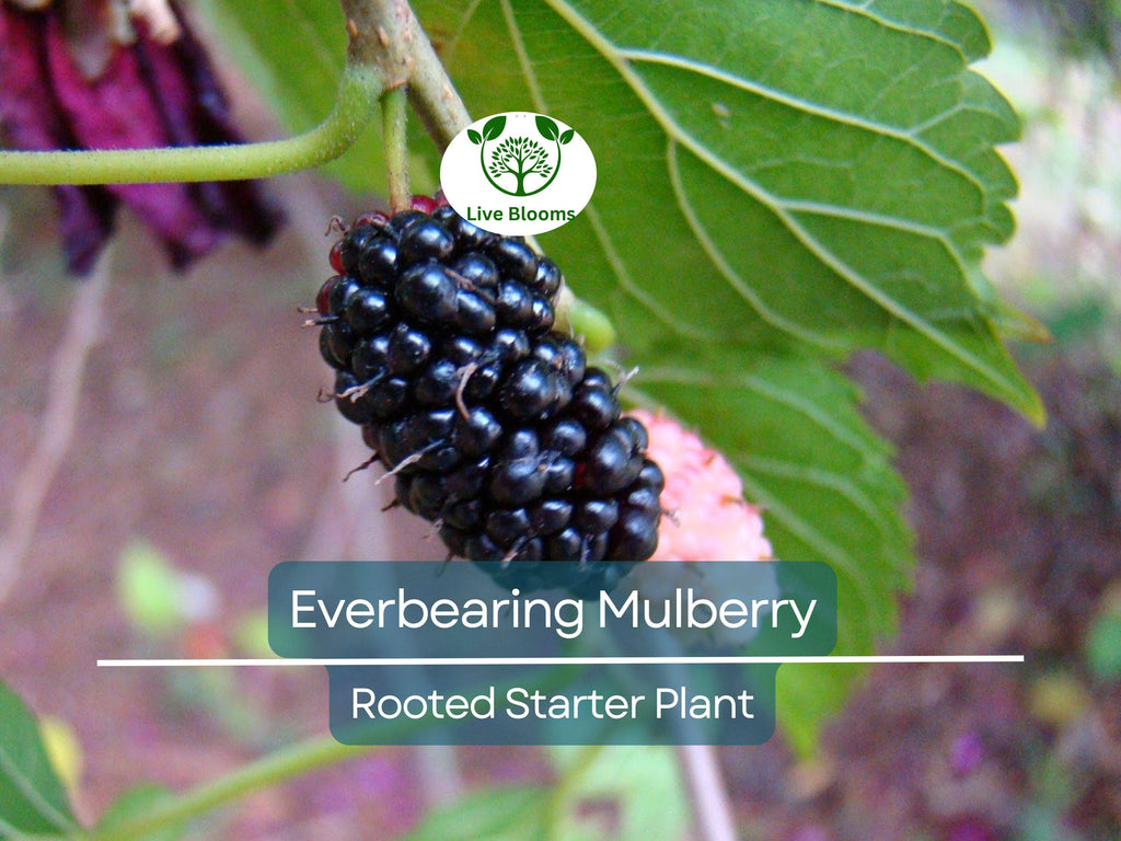 1 Illinois Everbearing Mulberry Rooted Starter Plant (Morus alba) – Sweet, Fast-Growing Fruit Tree, Edible Mulberries, Hardy & Easy to Grow