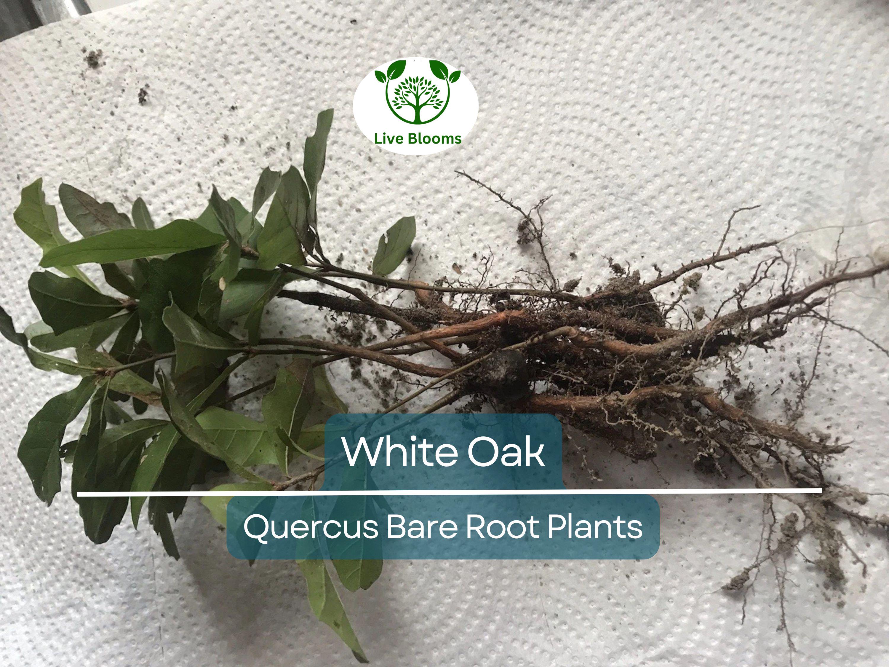 5 White Oak Tree Seedlings – Live Bare Root Saplings (6–12") – Quercus alba – Native Shade Tree Grown from Acorn