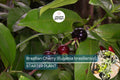 1 Grumichama Tree (Eugenia brasiliensis) 1-2' Starter | Brazilian Cherry with Sweet-Tart Fruit, Perfect for Tropical Gardens