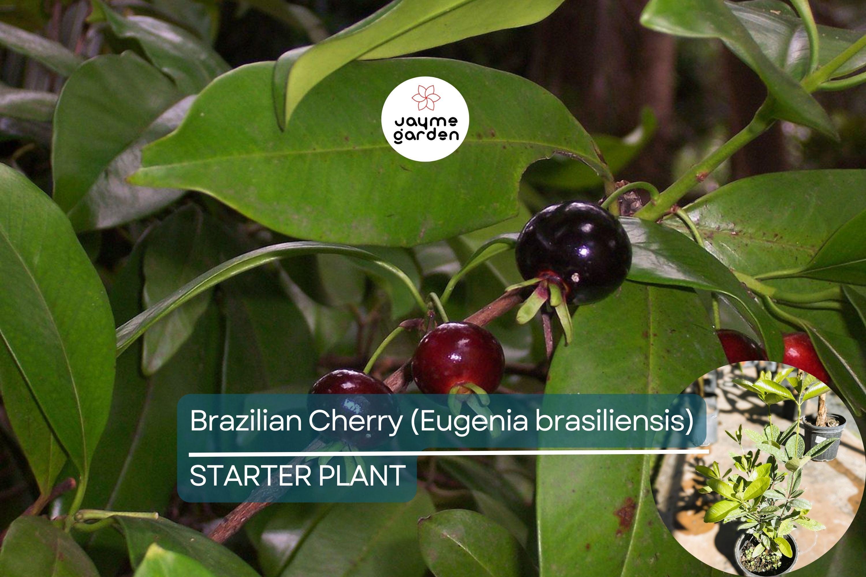1 Grumichama Tree (Eugenia brasiliensis) 1-2' Starter | Brazilian Cherry with Sweet-Tart Fruit, Perfect for Tropical Gardens