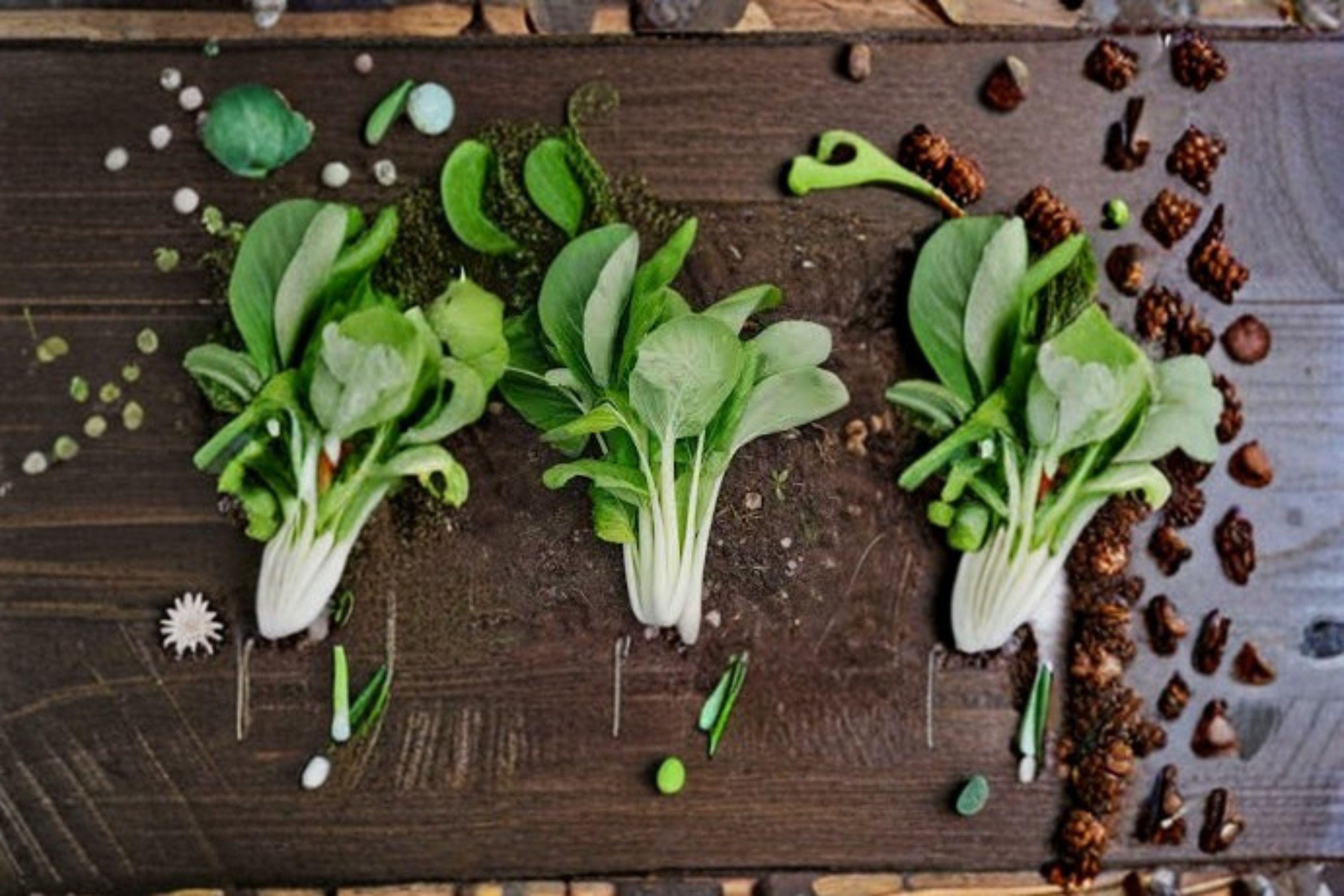 Pak Choi – Bok Choi Taisai 350 Seeds | Asian Leafy Vegetable | Fast Growing | Tender Mild Flavor