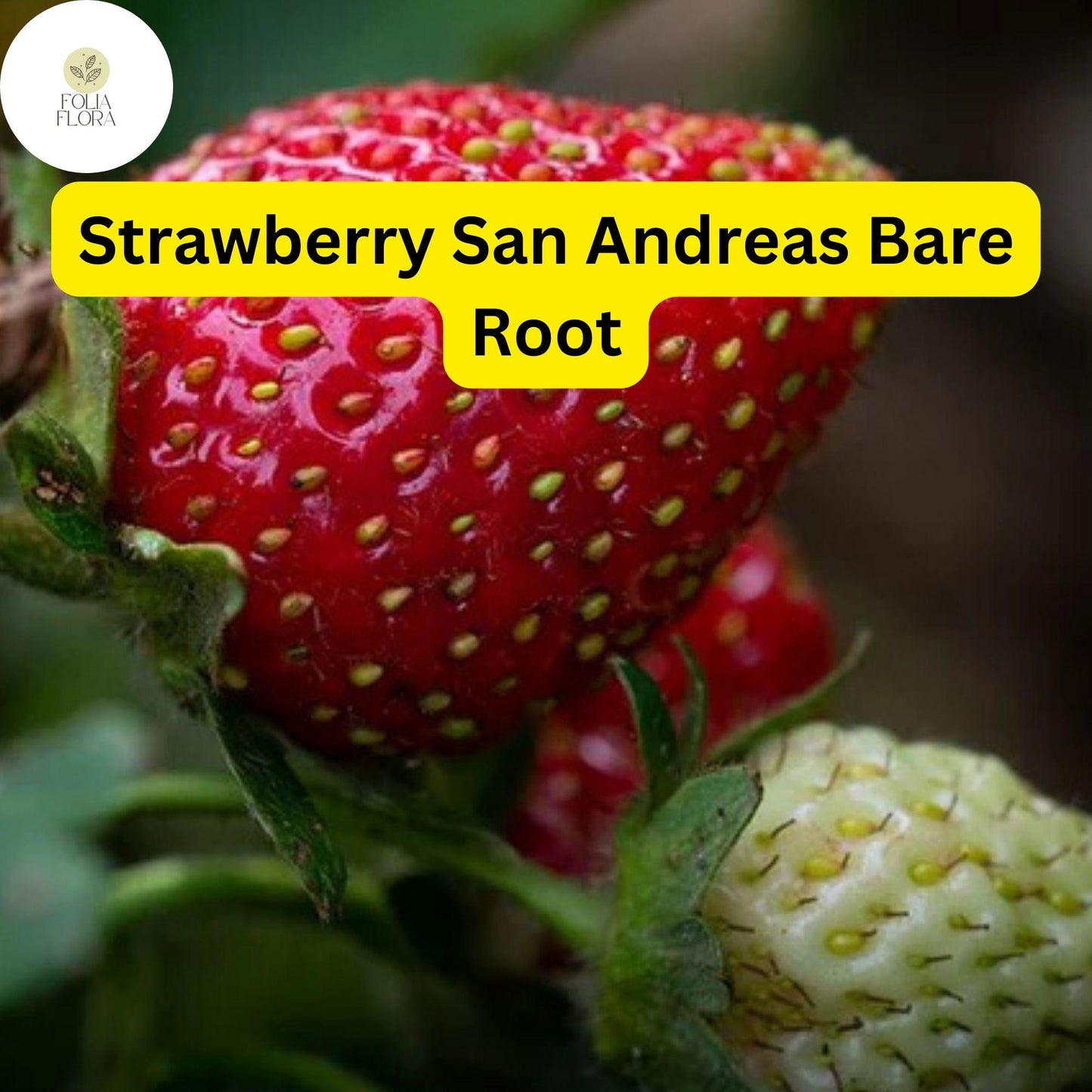 10 Bare Root Everbearing Strawberry Plants "San Andreas" for Zones 4-9