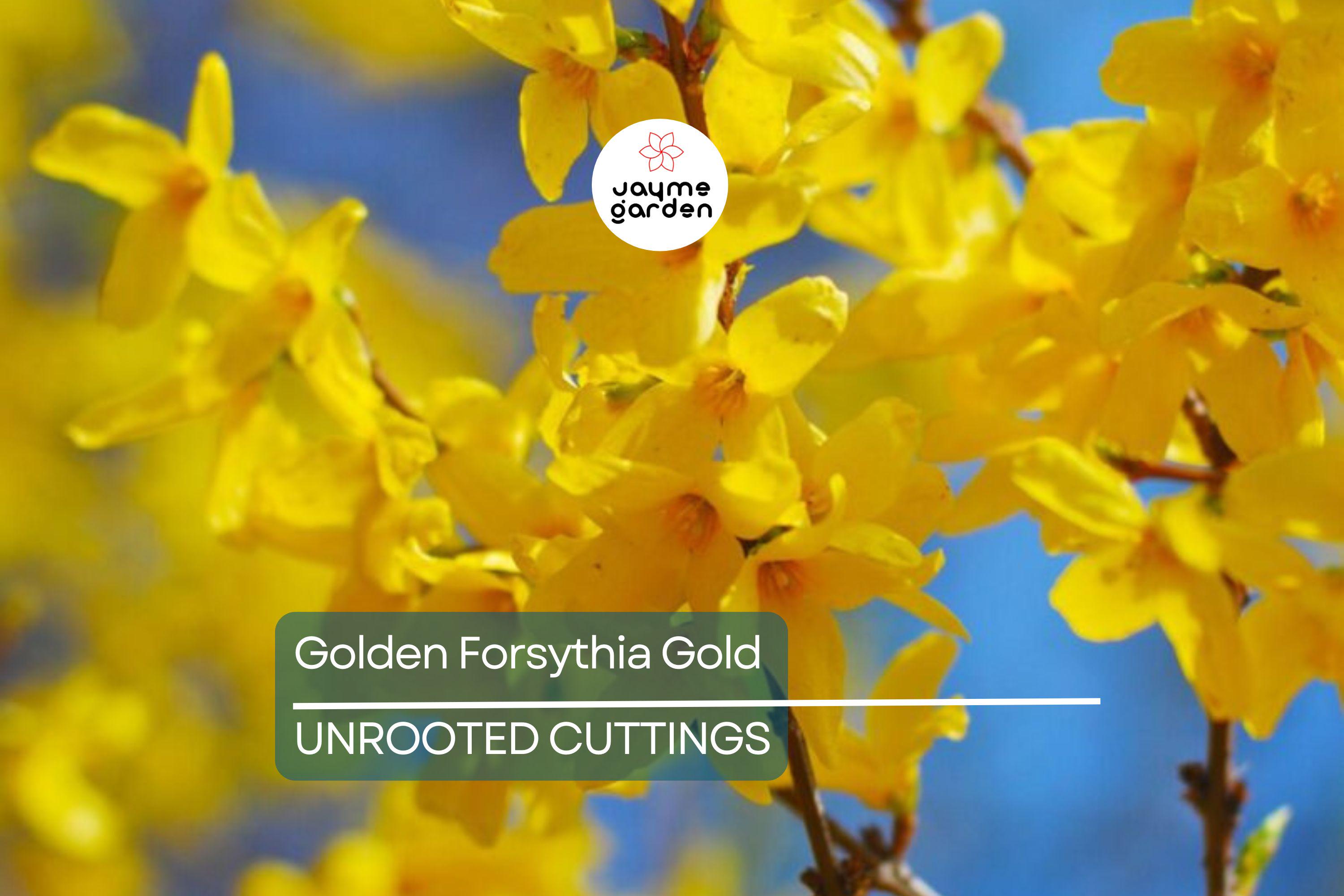 15 Golden Forsythia Gold Cuttings, Hardy Ornamental Bush, Privacy Hedge, Yellow Flowers