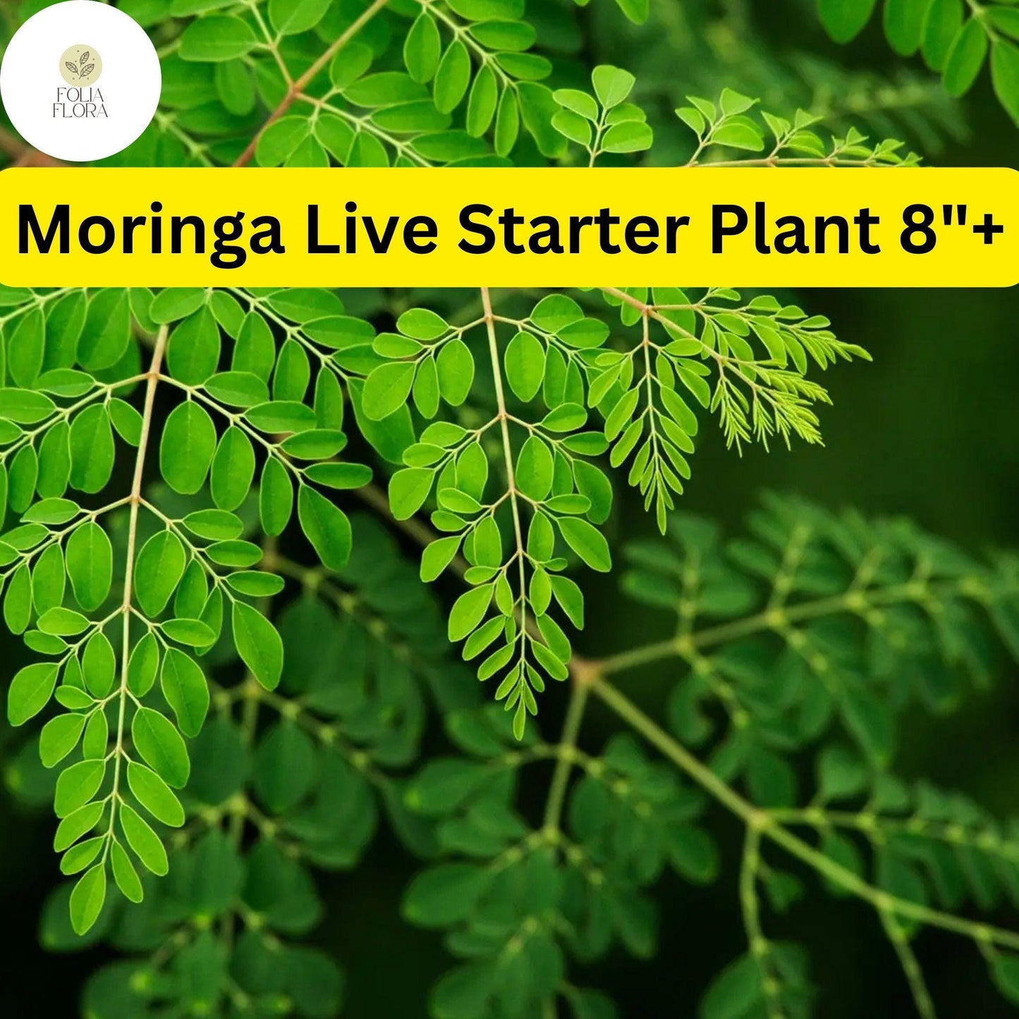 1 Moringa Rooted Live Plant 8"+ | Tree of Life