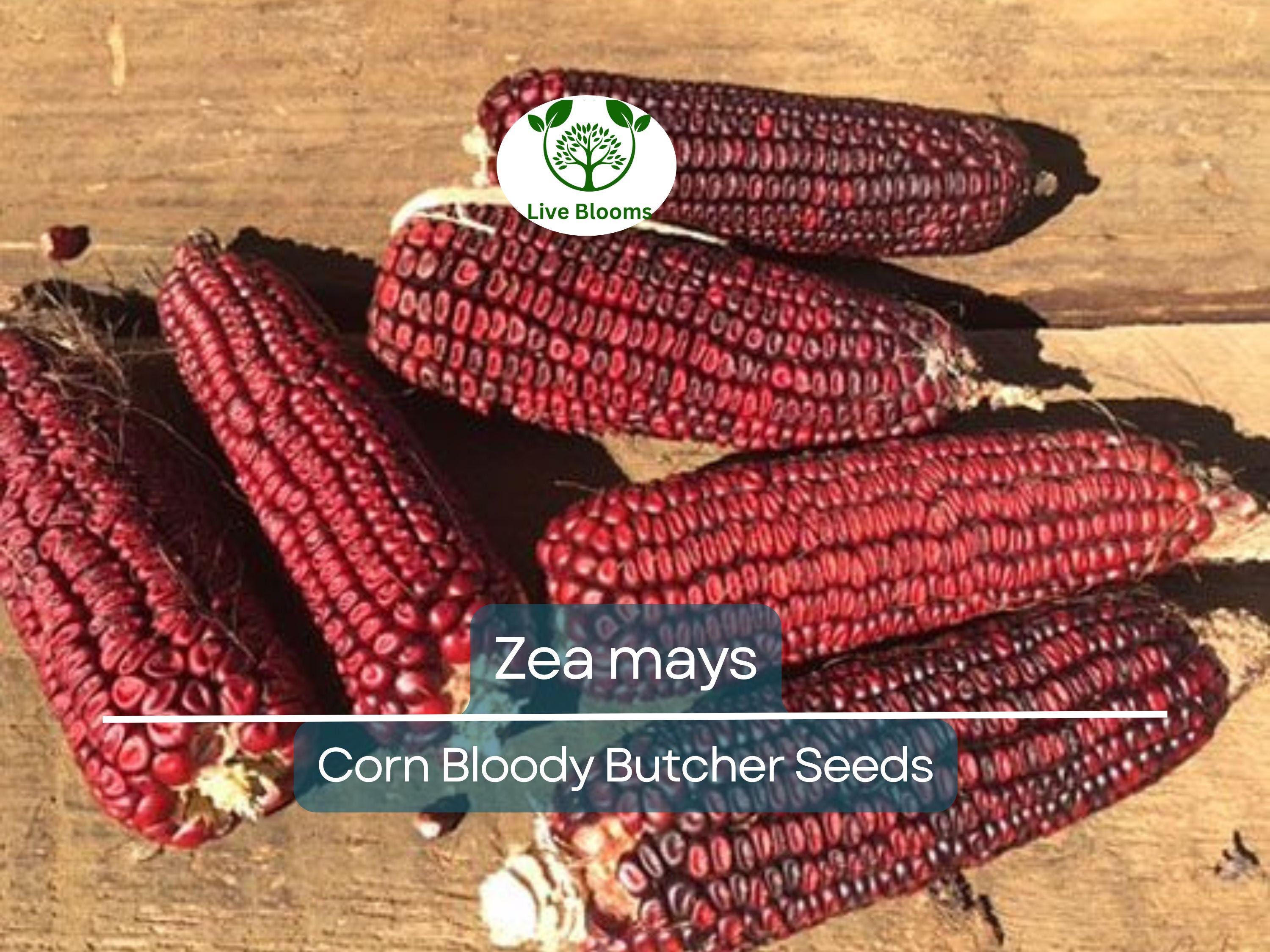 25 Seeds Corn Bloody Butcher (110 Days) – Zea mays | Heirloom Corn for Planting, Gardening & Unique Red Kernels for Fresh Harvests