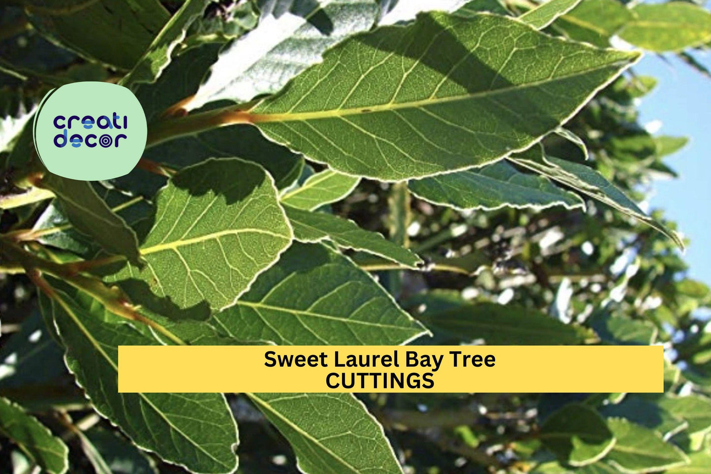 10 Sweet Bay Laurel Cuttings | Laurus Nobilis Starter Wood | Grow Culinary Bay Leaf Trees | Hardy Evergreen Shrub | USA Seller
