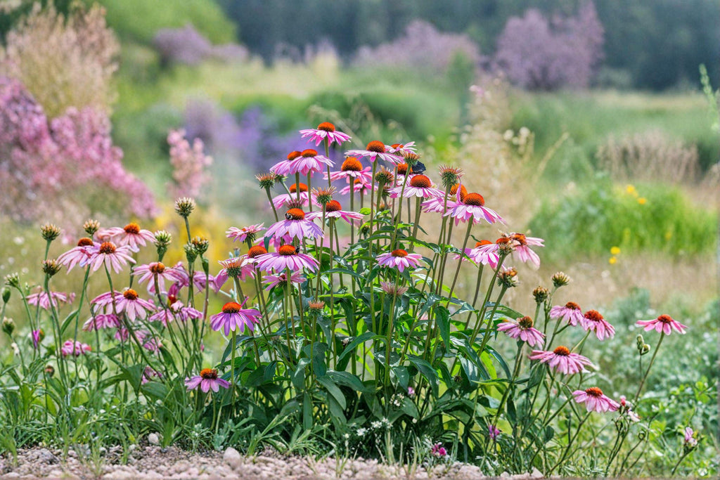 Purple Coneflower 100 Seeds | Classic Native Perennial | Long-Blooming | Pollinator & Wildlife Favorite
