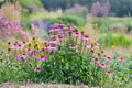 Purple Coneflower 100 Seeds | Classic Native Perennial | Long-Blooming | Pollinator & Wildlife Favorite