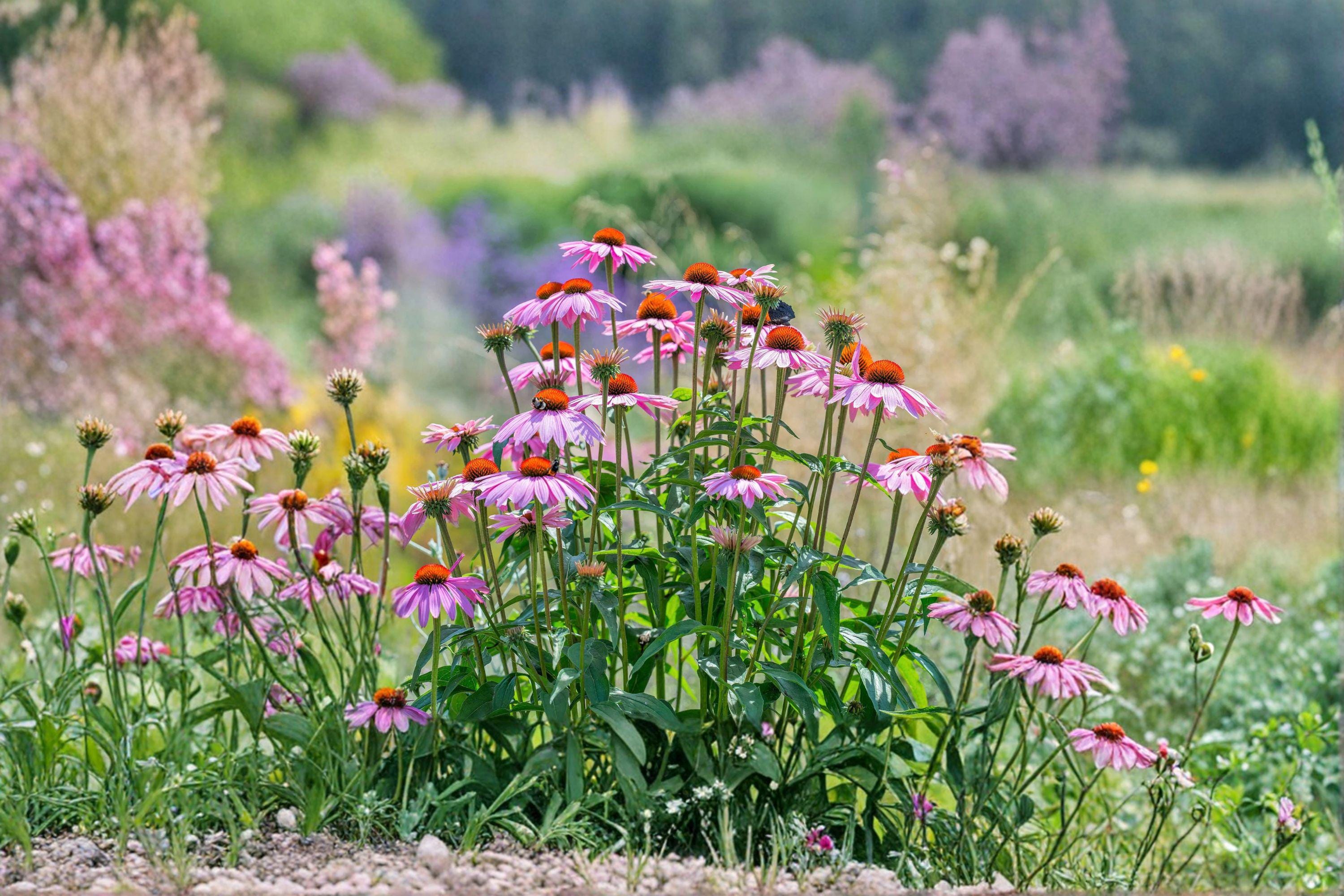 Purple Coneflower 100 Seeds | Classic Native Perennial | Long-Blooming | Pollinator & Wildlife Favorite