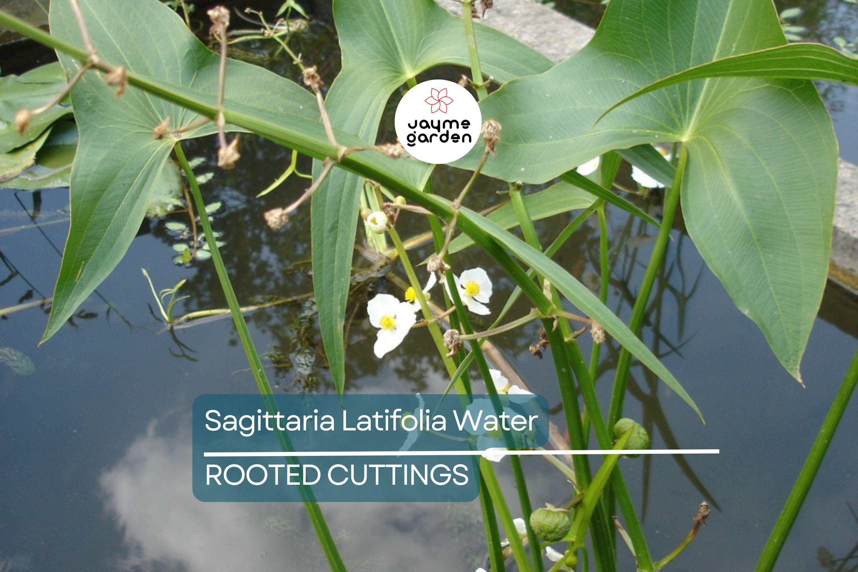 5 Aquatic Broadleaf Arrowhead Roots (Sagittaria Latifolia) Water Garden Plants