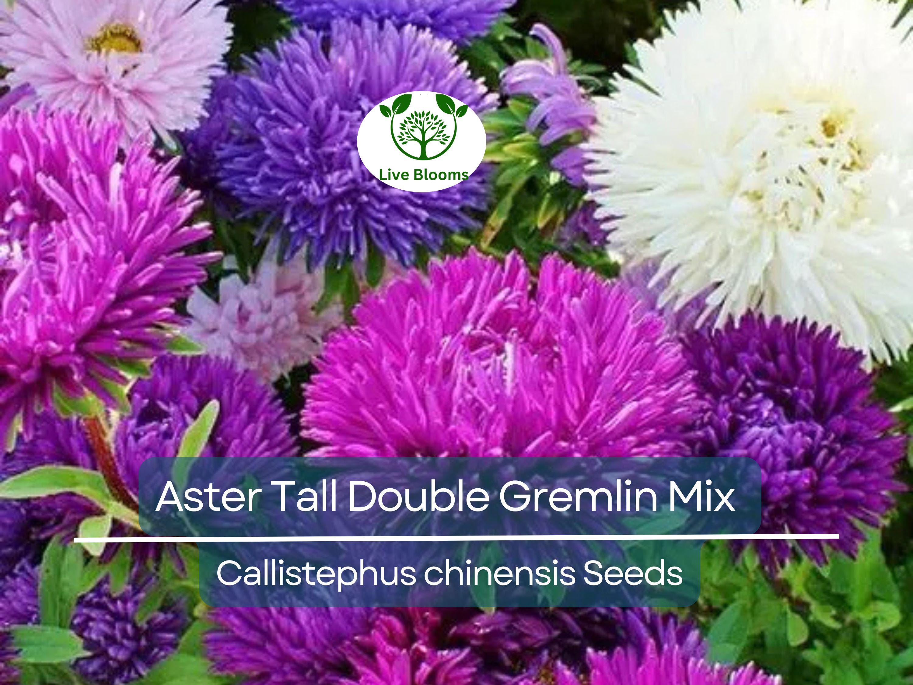 20 Seeds Aster Tall Double Gremlin Mix, Aster novi-belgii, Non-GMO 30" Cut Flowers, Sun/Part Shade Perennial, Vibrant Garden Blooms