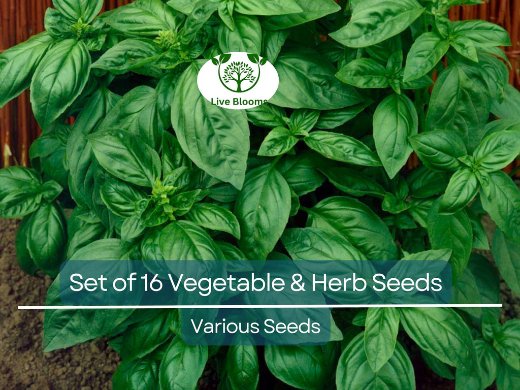 Set of 16 Vegetable & Herb Seeds – Non-GMO Garden Starter Kit, Basil, Parsley, Arugula, Dill, Broccoli, Cilantro, DIY Grow Food Indoors