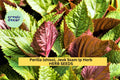 3pcs of 500mg Jeok Ssam Ip Perilla Seeds – Korean Shiso Herb with Purple Leaves for Culinary & Garden Growing Seeds for Planting