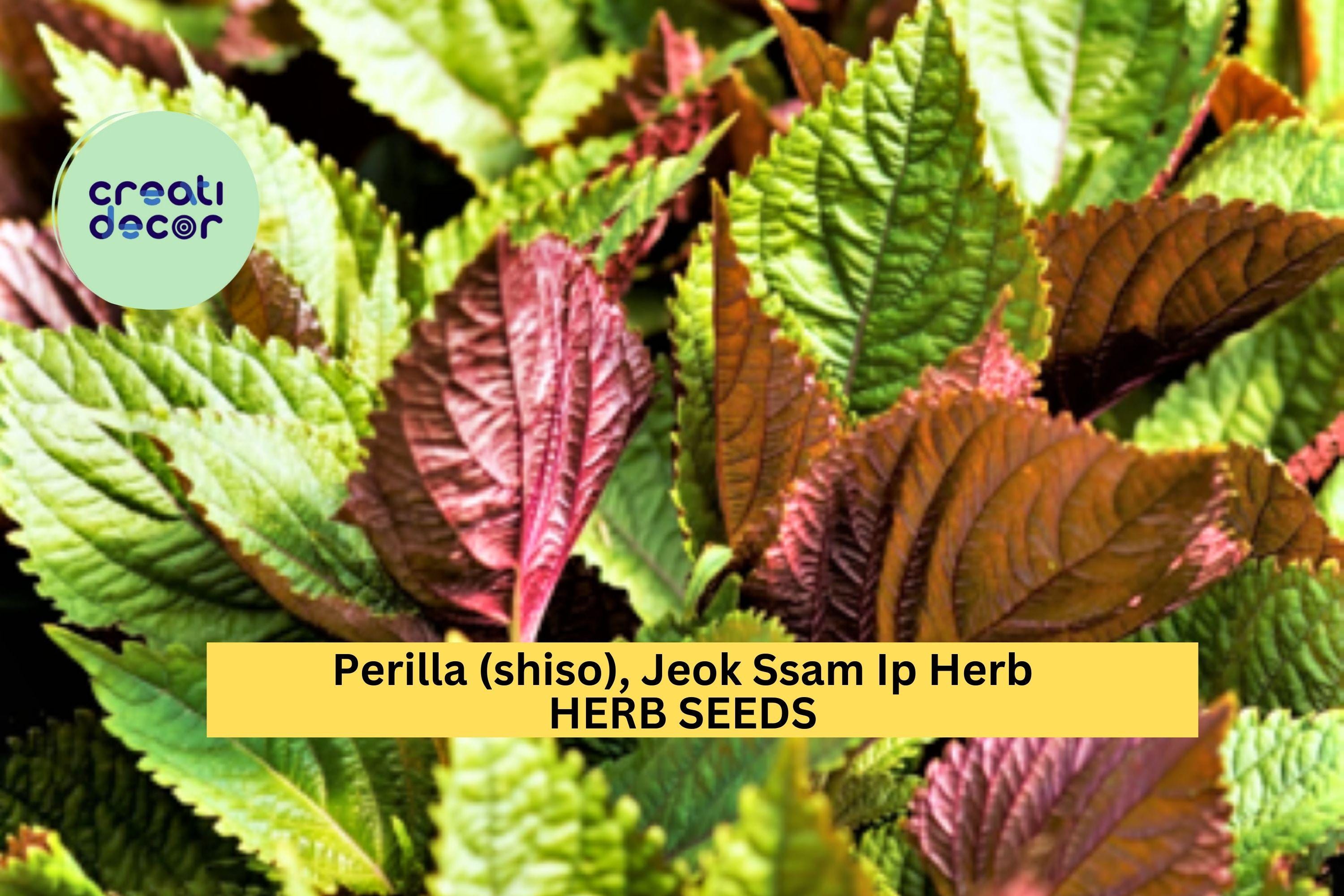 3pcs of 500mg Jeok Ssam Ip Perilla Seeds – Korean Shiso Herb with Purple Leaves for Culinary & Garden Growing Seeds for Planting