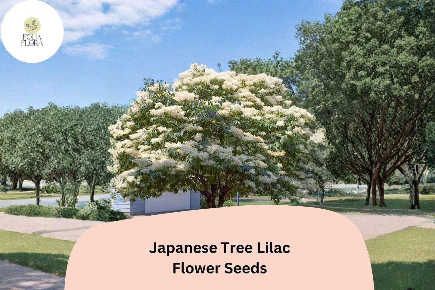 Japanese Tree Lilac Seeds – 10 Syringa amurensis japonica | Ornamental Flowering Garden Tree