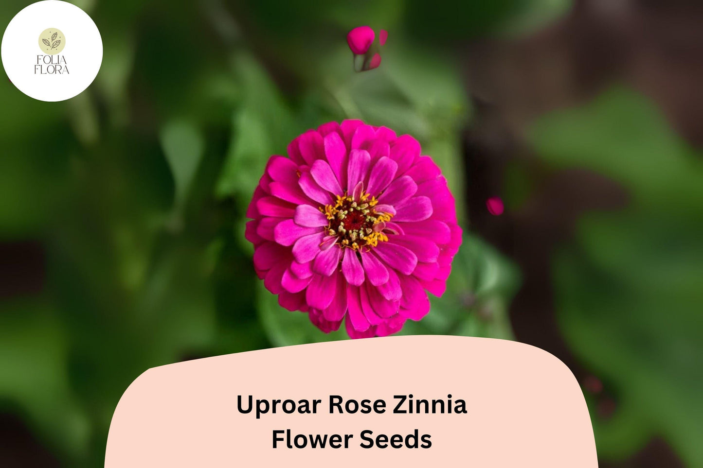100+ Uproar Rose Zinnia Seeds – Large Pink Rose Blooms for Garden Planting, Borders & Cut Flower Bouquets
