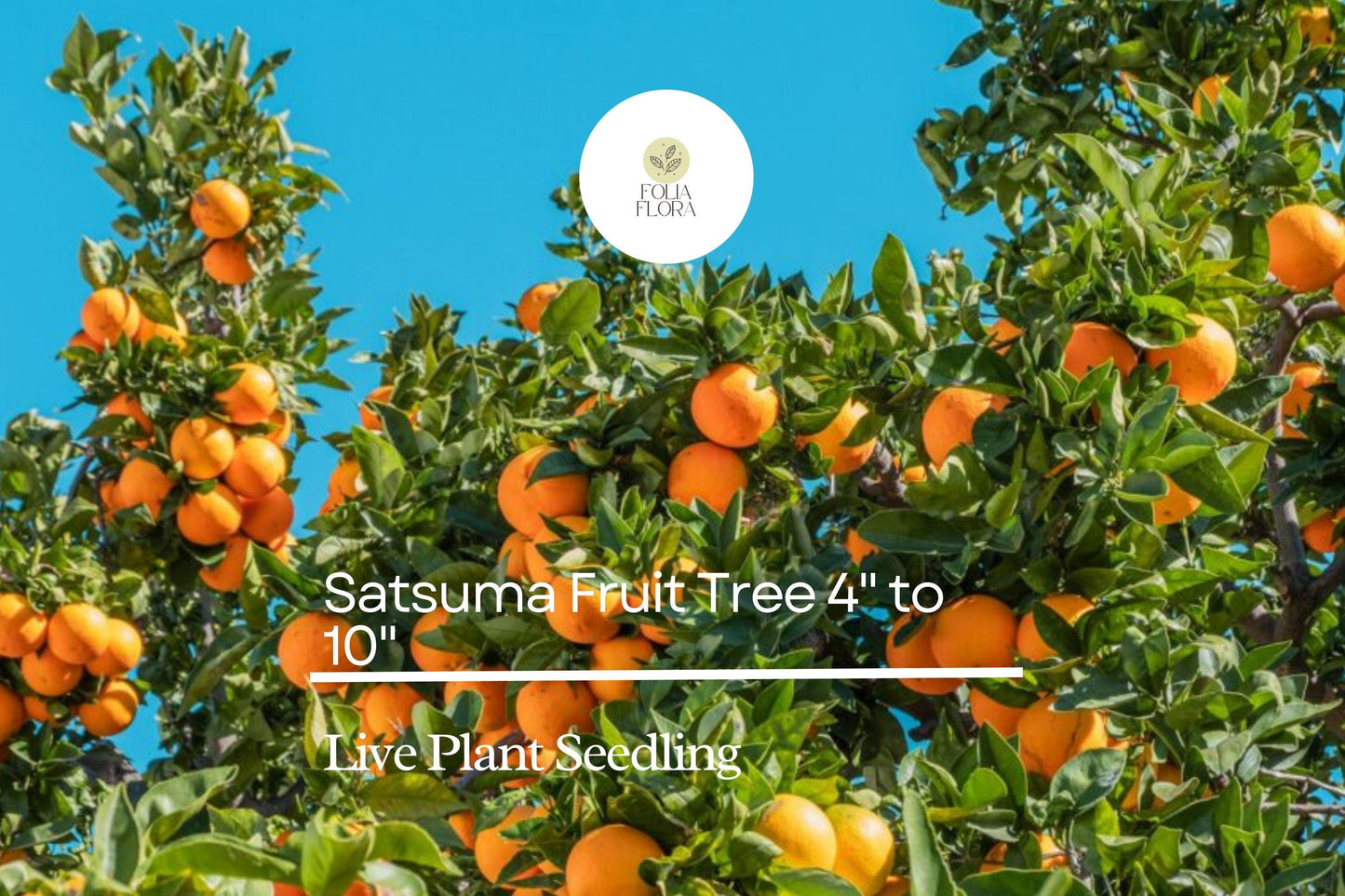 Satsuma Fruit Tree Citrus unshiu Live 4-10 Inch Seedling | Sweet Juicy Bare Root Orange Tree for Planting
