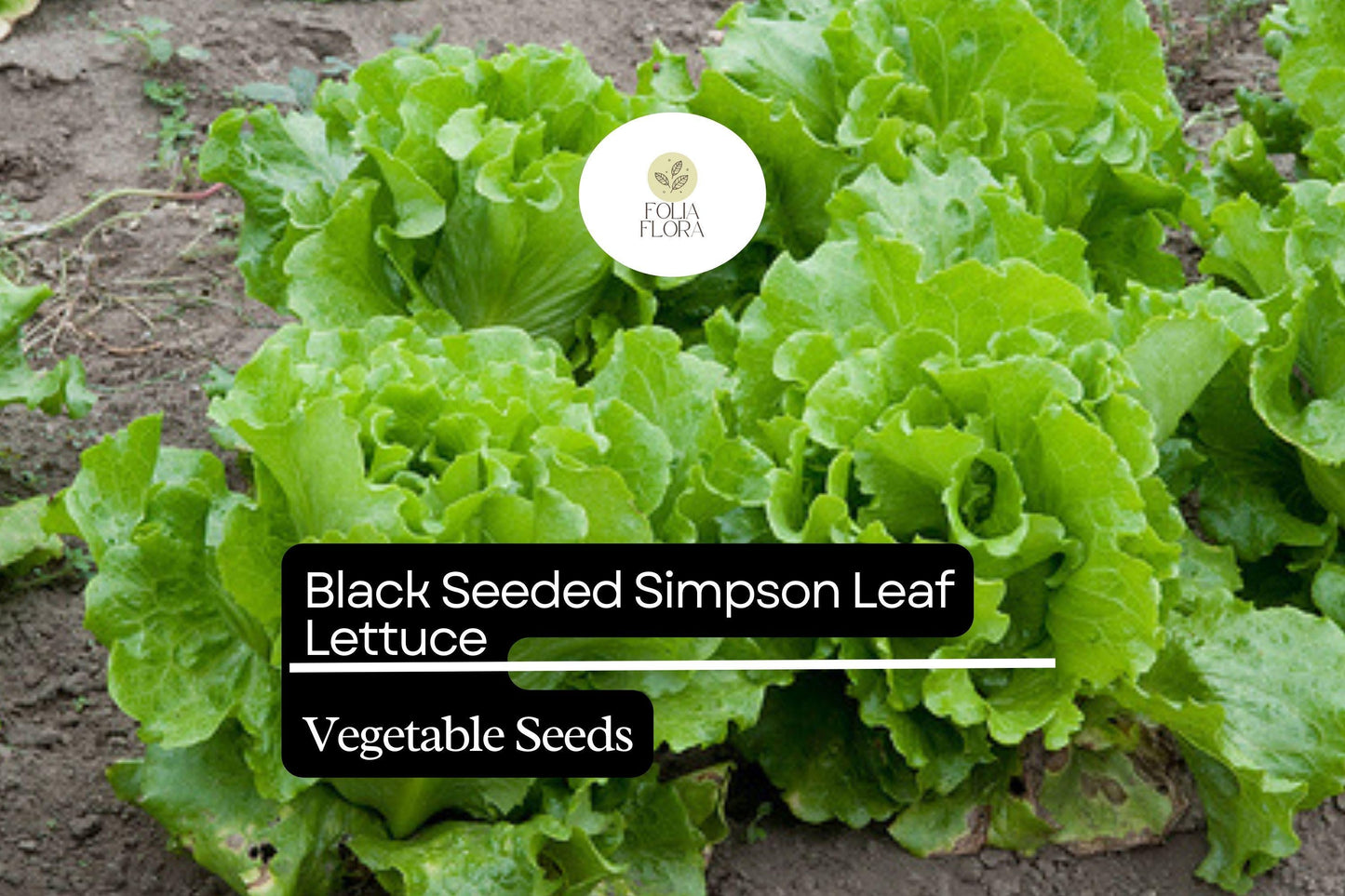 1000 Black Seeded Simpson Lettuce Seeds – Lactuca sativa – Heirloom, Fast-Growing, Tender & Crisp