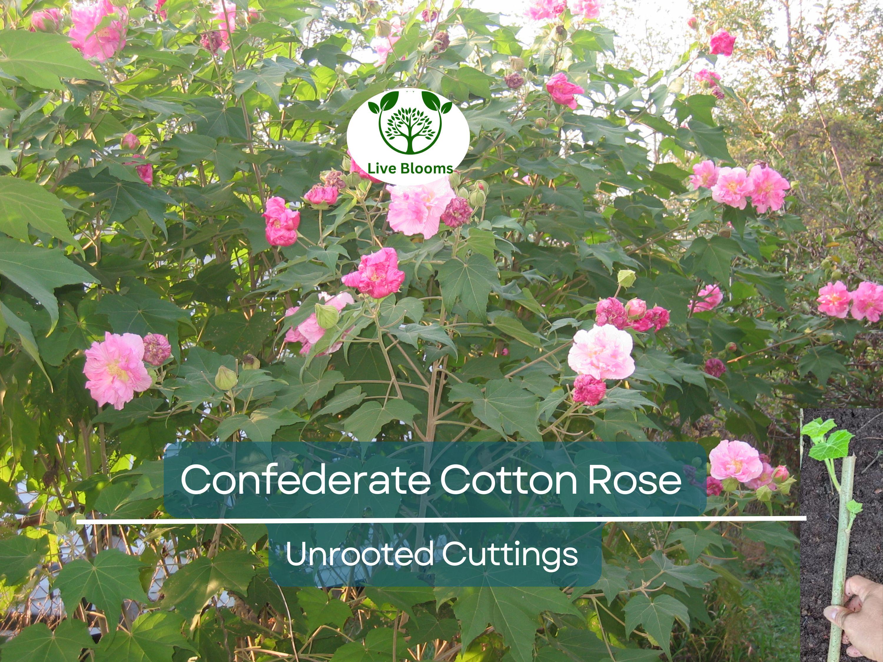 4 Confederate Cotton Rose Unrooted Cuttings - Hibiscus mutabilis, Color Changing Flowers, Hardy, Unique Flowering Plant, Flowering Cutting