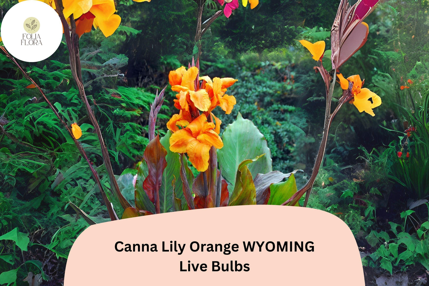 3 Canna Lily Orange Wyoming Bulbs | Live Flower Plants | Summer Blooming Garden Perennial