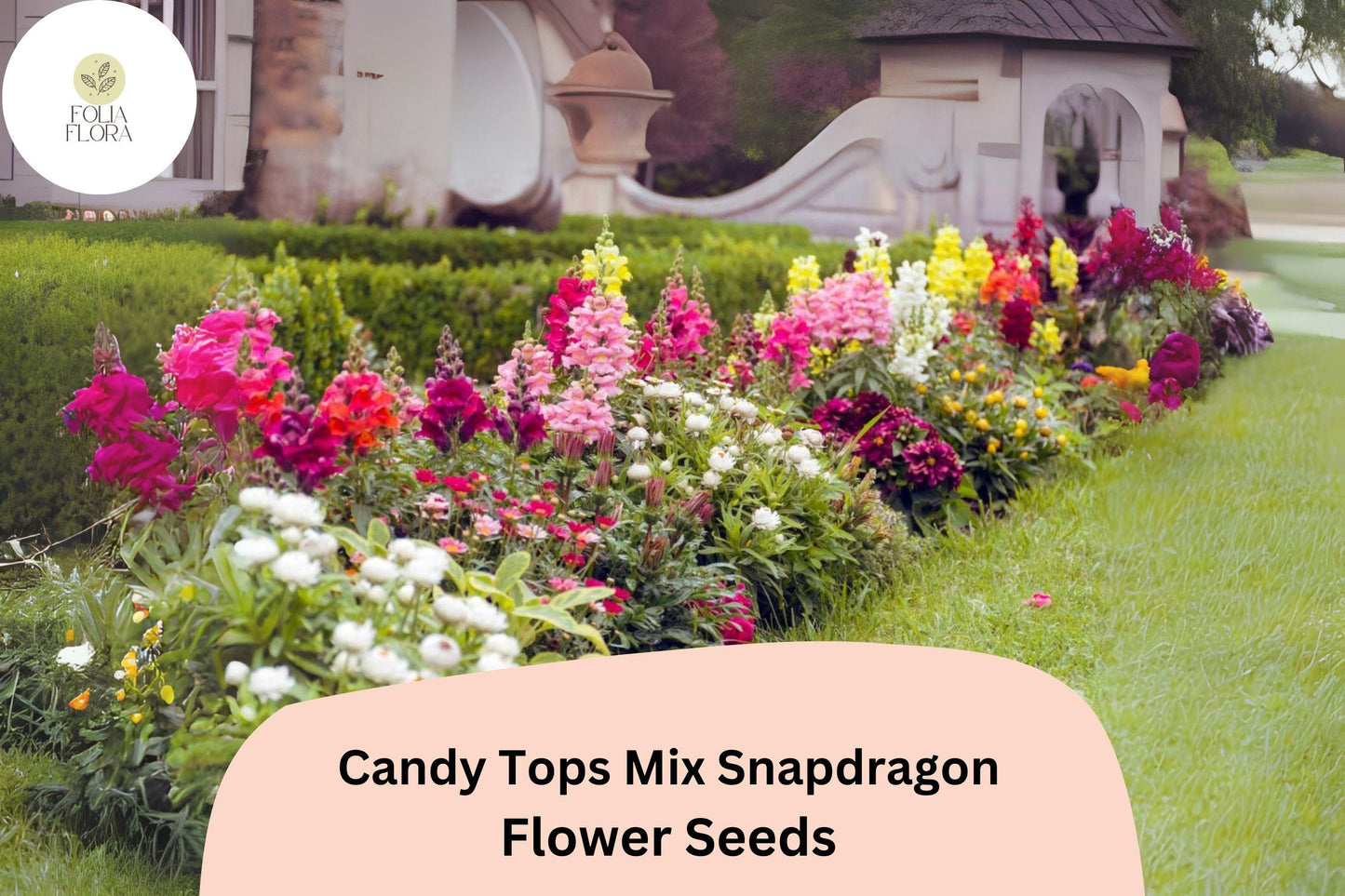 Candy Tops Mix Snapdragon Seeds (Antirrhinum majus) | 1000+ Seeds | Compact, Vibrant Blooms for Garden & Containers