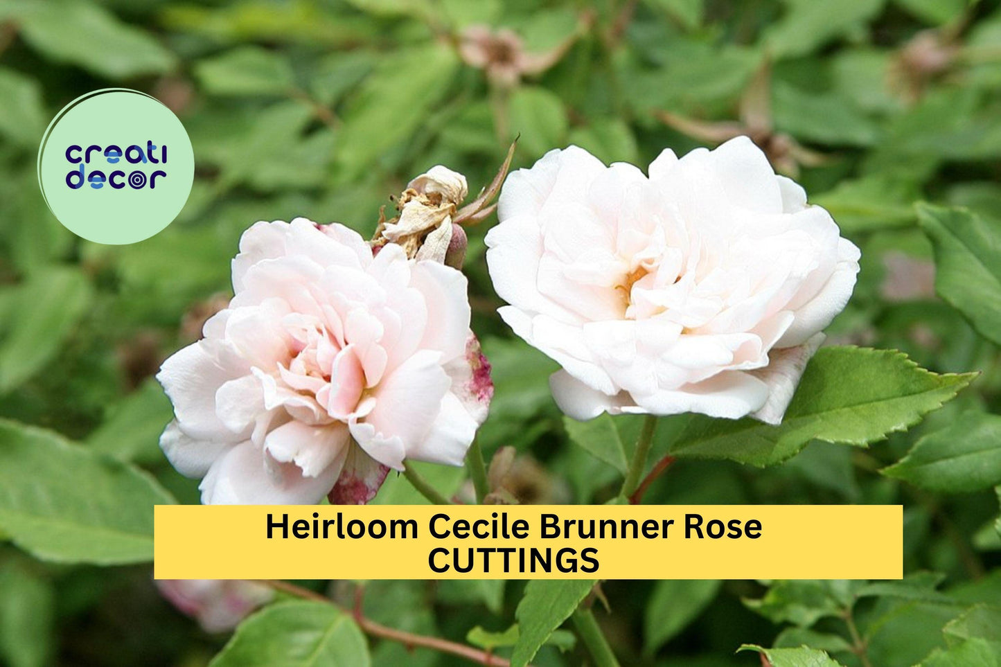 Cecile Brunner Rose Cuttings | 16 Unrooted Premium Rose Cuttings | Heirloom Fragrant Bush Rose Starter | Grow Mini Pink Blooms