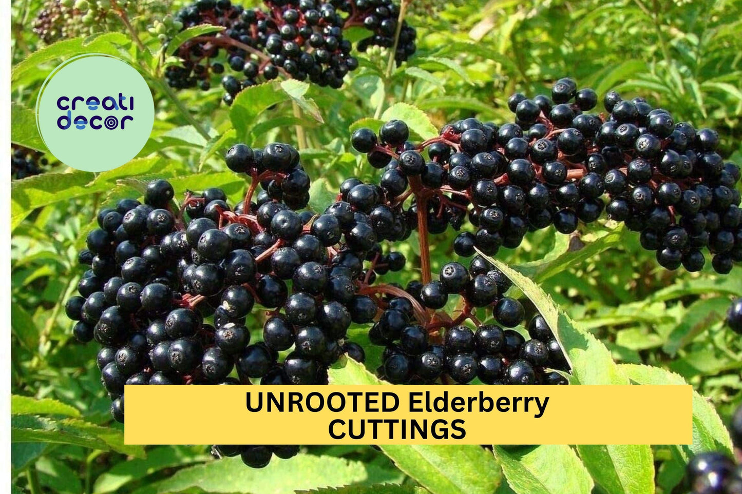 10 Unrooted Elderberry Cuttings – Sambucus canadensis Bush for Garden, Hedge, or Wildlife Planting – Easy Propagation – USA