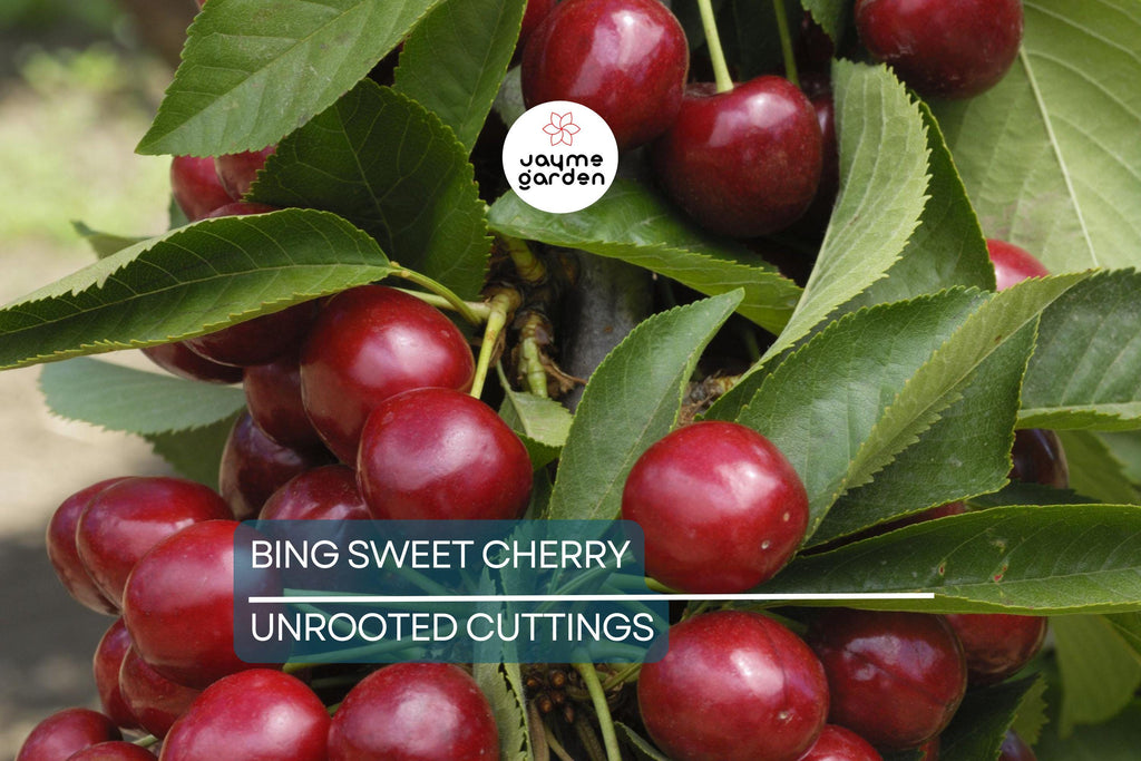 6 Bing Sweet Cherry (Prunus avium) Hardwood Scion Wood Cuttings – Organic, No Roots, Ideal for Grafting, Zones 5-8