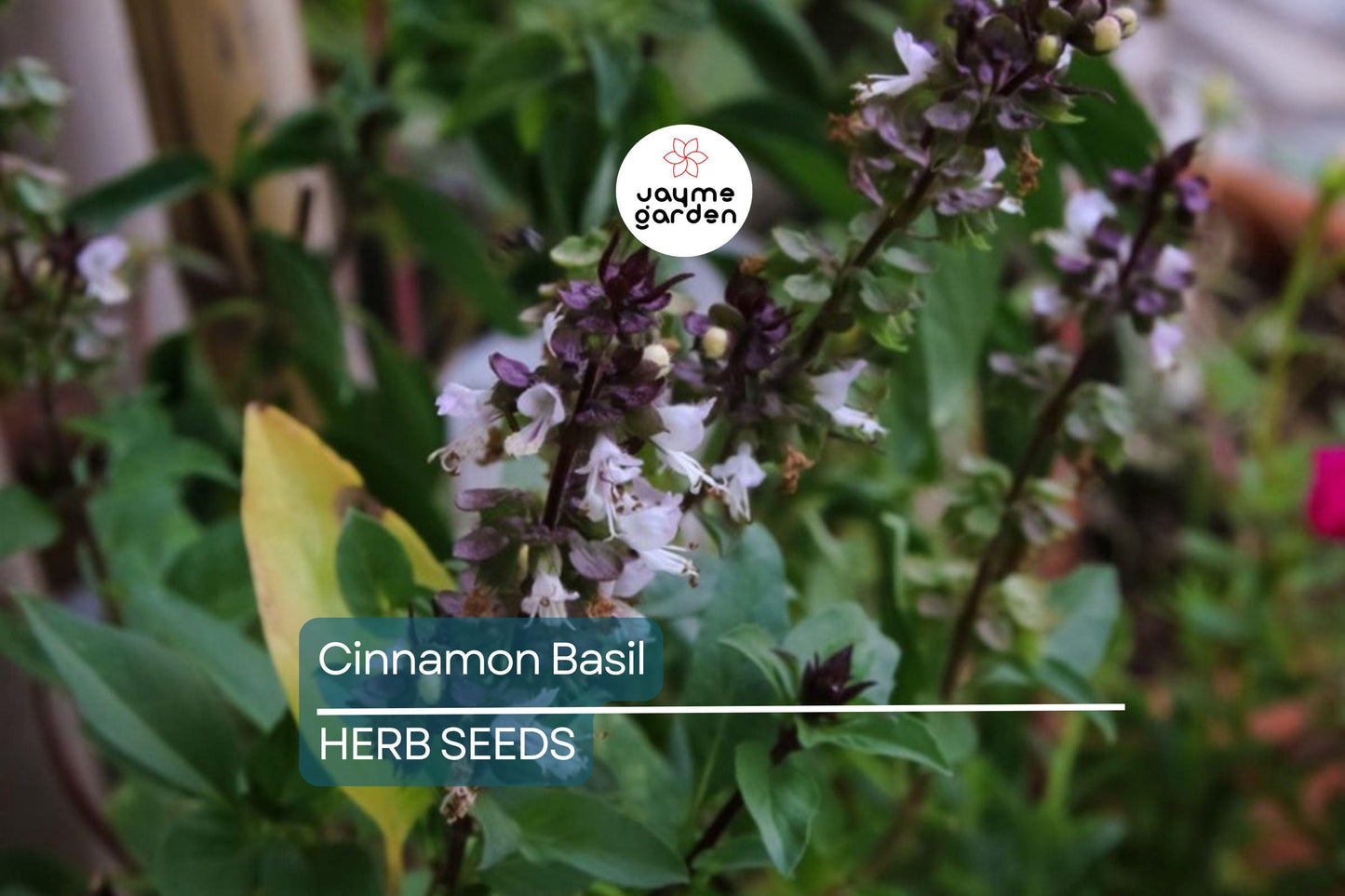 1000 Cinnamon Basil Seeds - Ocimum Basilicum, Herb, Non-GMO, Aromatic & Flavorful